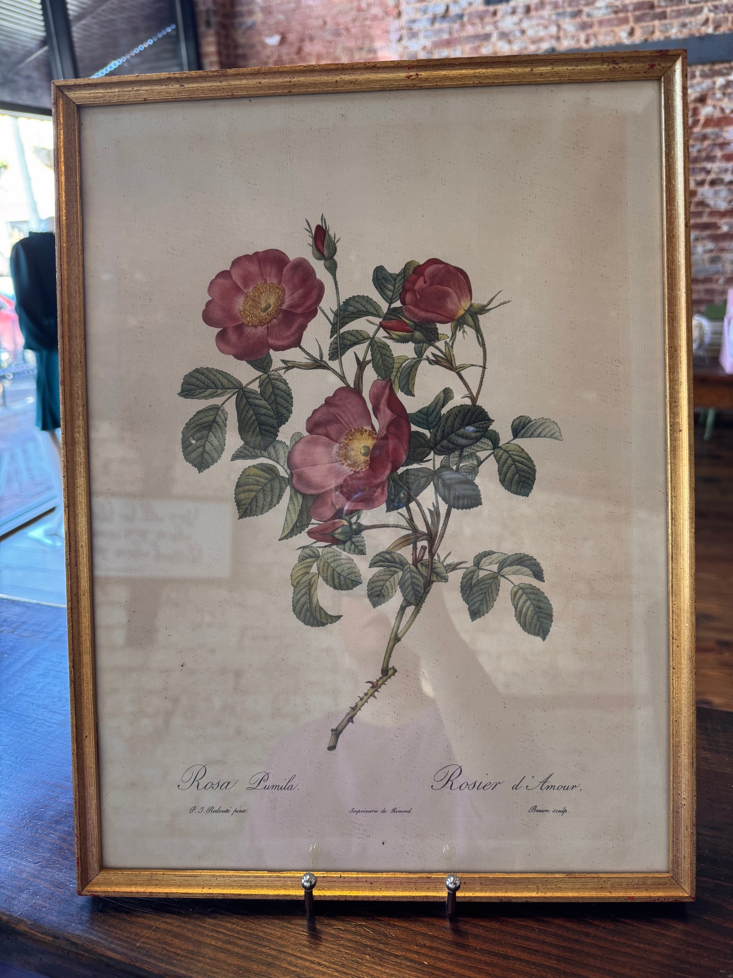 Rosa Pumila Framed Art (12x16)