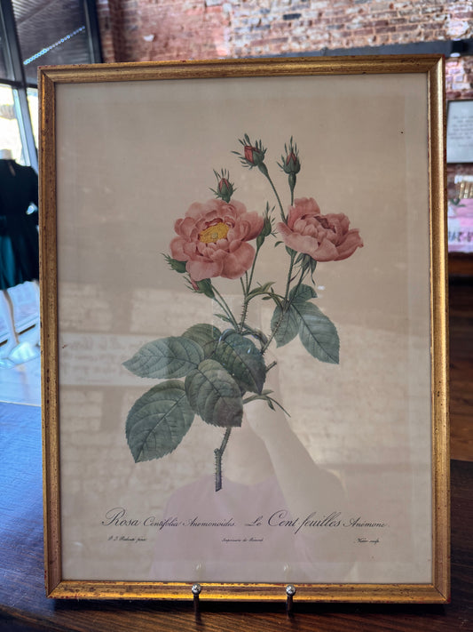 Rosa Centifolia Framed Art (12x16)